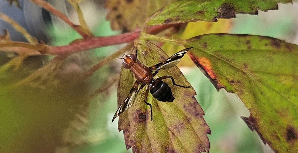 Picture-winged Fly