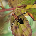 Picture-winged Fly