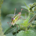 Bellied Bright Bush-cricket