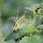 Bellied Bright Bush-cricket