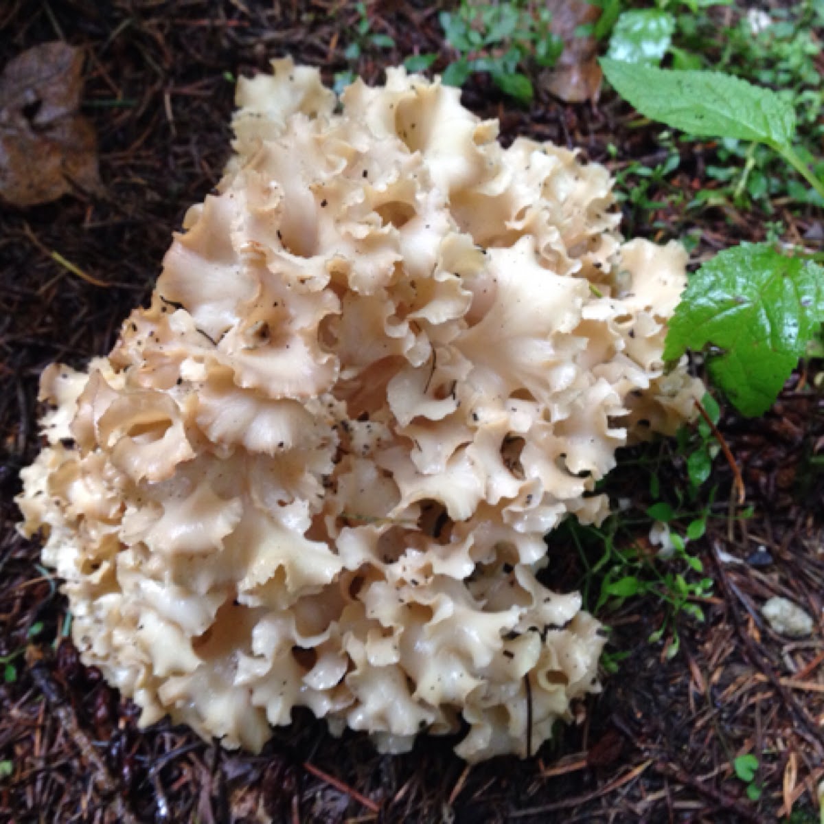 Cauliflower mushroom