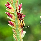 Lined Earwig