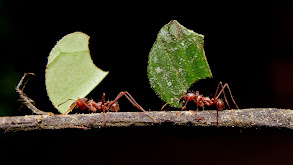 Insects as Farmers thumbnail