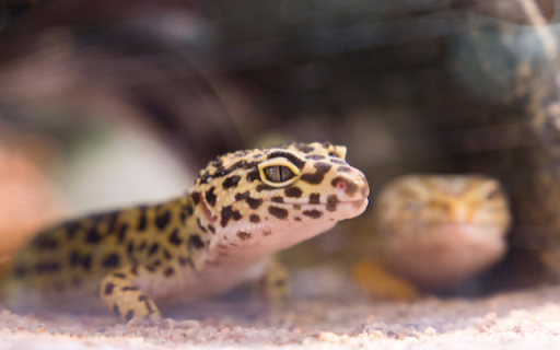 Gecko Preview 1