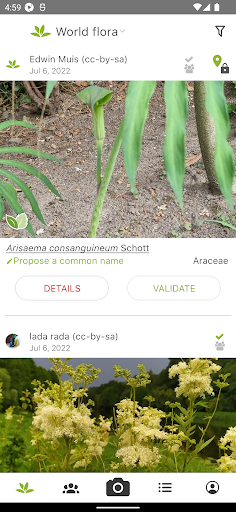 Screenshot PlantNet Plant Identification