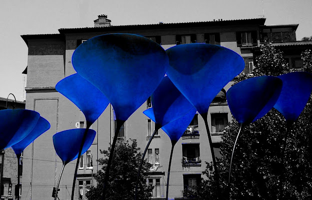 Lo sai che i papaveri son... BLU! di Francesca Boschetti