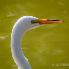 Great White Egret