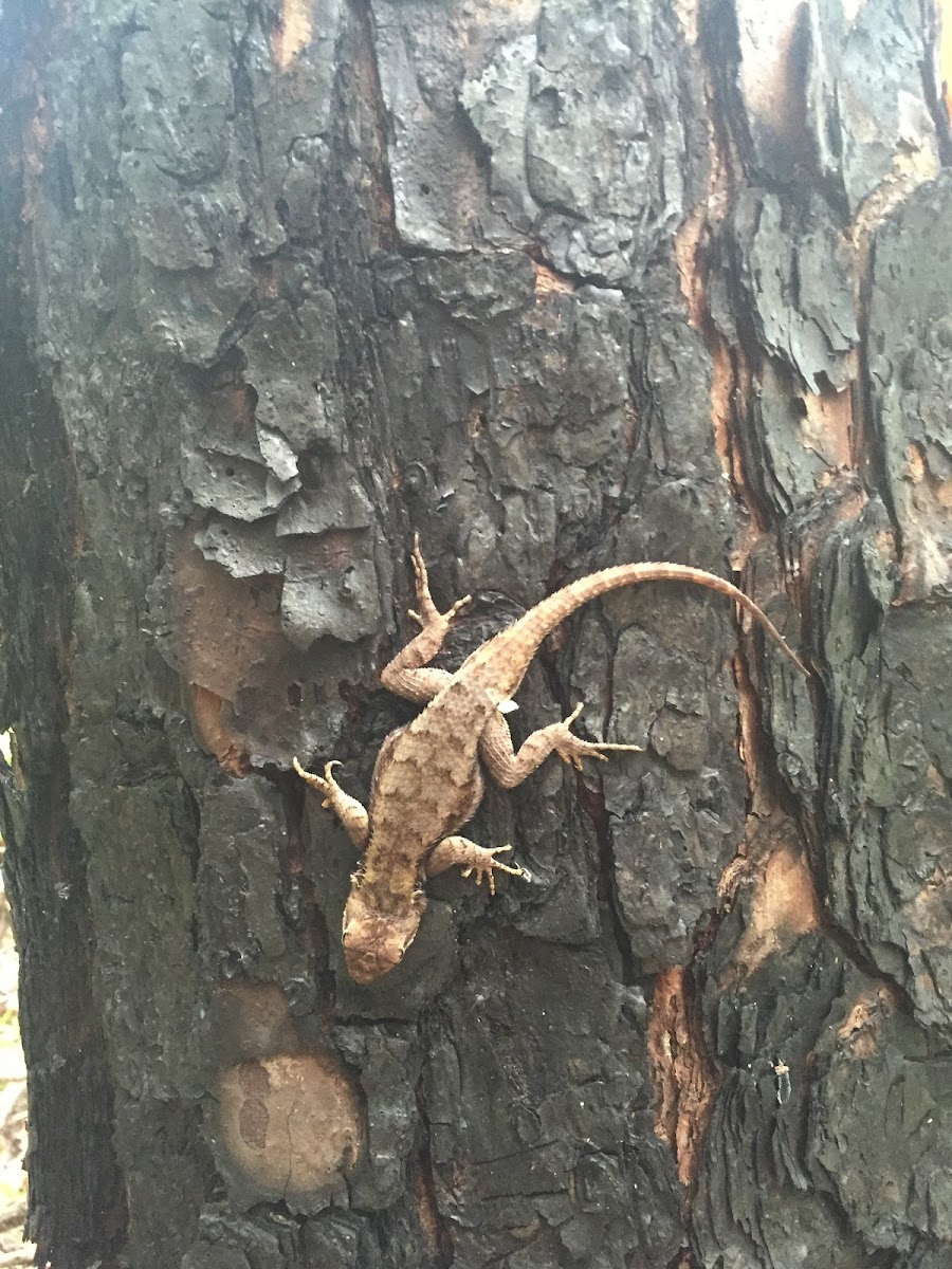 Eastern Fence Lizard