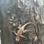 Eastern Fence Lizard