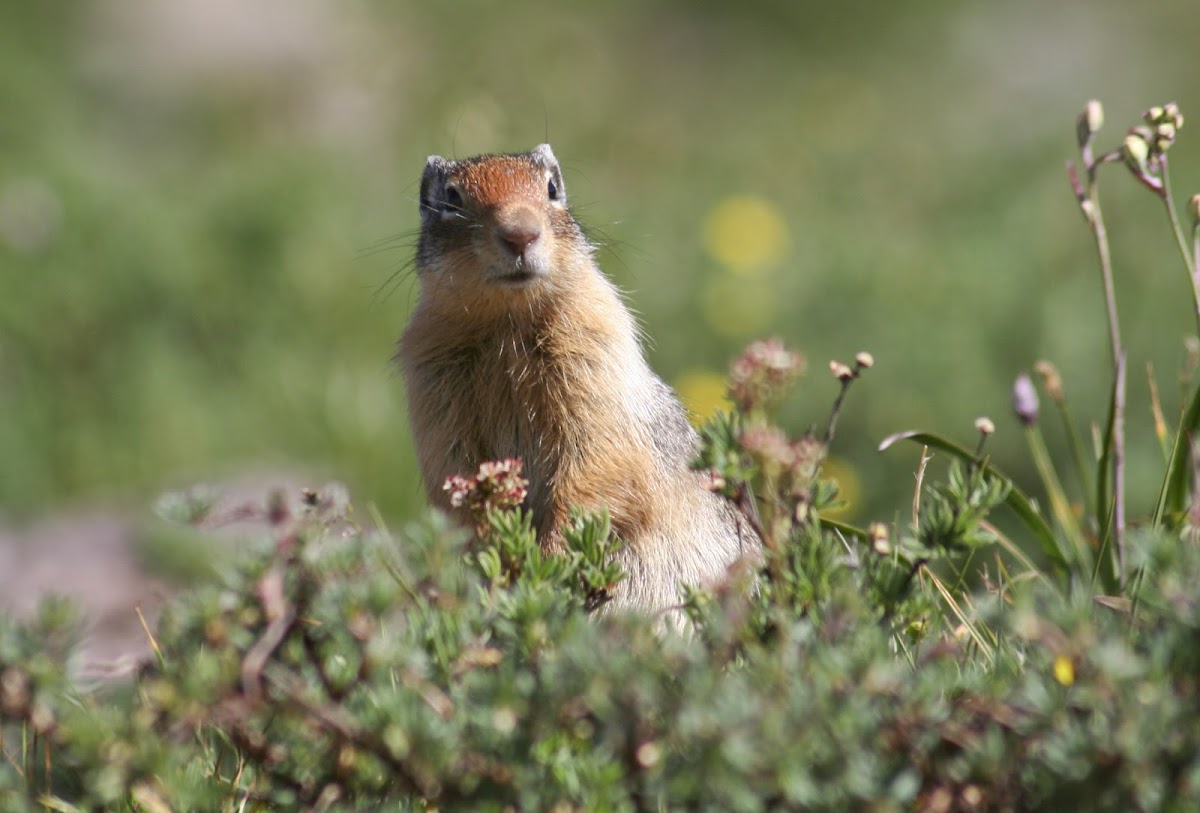 Columbian Ground Squirrel