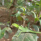 Bunglon (Calotes)