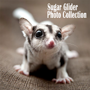 Sugar Glider Photo Collection 1.0 Icon