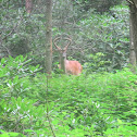 White-tailed Deer