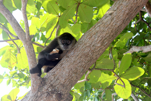 Monkey+Coconut - Wildlife abounds in Jeanette Kawas National Park, one of the coolest tiny pockets of untouched park. Unlike Costa Rica's more trafficked national parks, you're likely to be the only visitor walking through this expanse.