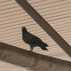 Rock Pigeon