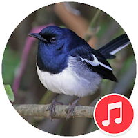 Oriental Magpie-robin Sounds