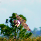 Northern Harrier