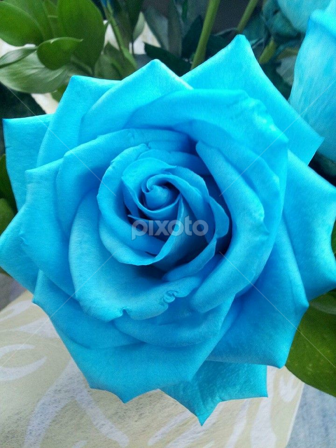 beautiful single rose flowers