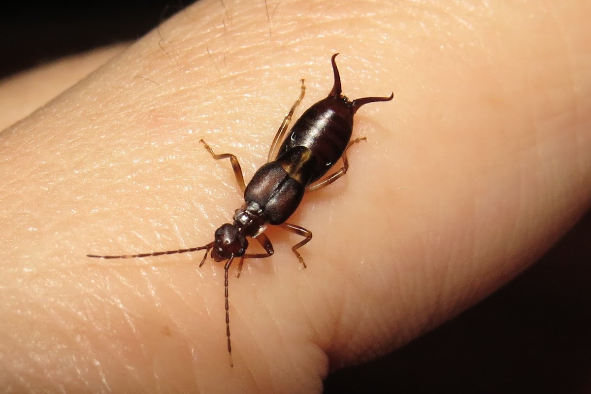 Earwig