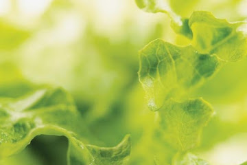 Lettuce Soup
