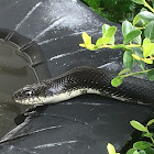 Eastern Ratsnake