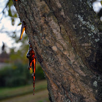 lacrime d'albero di 