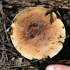 Weeping Milkcap