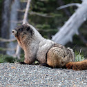 Marmot