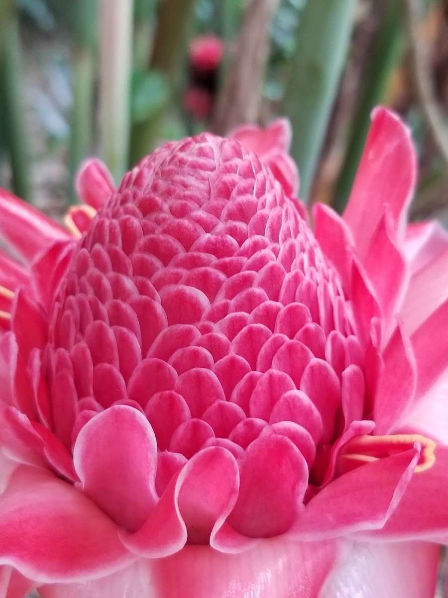 torch ginger