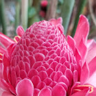 torch ginger