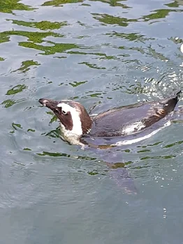 伝えられない気持ち