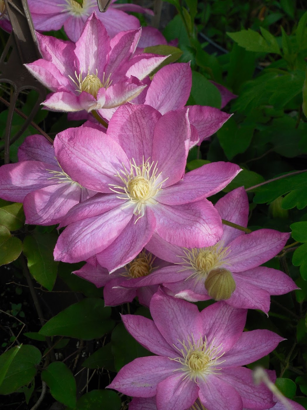 クレマチスの花言葉 ツル性植物の女王と呼ばれる花の由来や意味を解説 Trill トリル