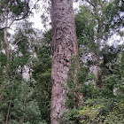 Outeniqua yellowwood