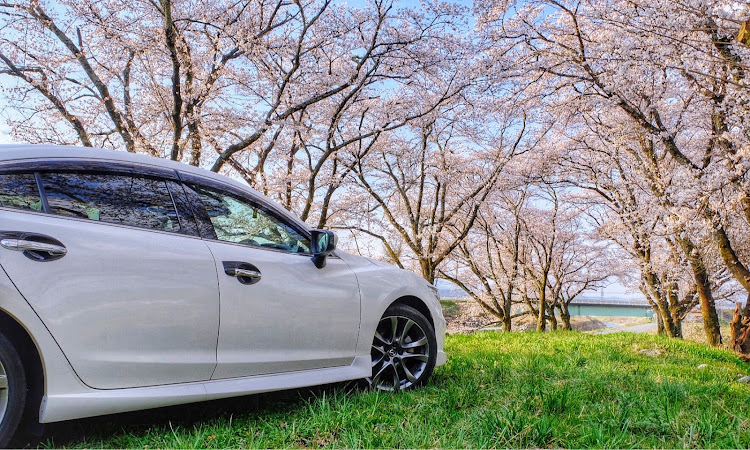 アテンザのコロナウイルスに負けるな・桜？・一眼レフ練習に関するカスタム事例の投稿画像3枚目