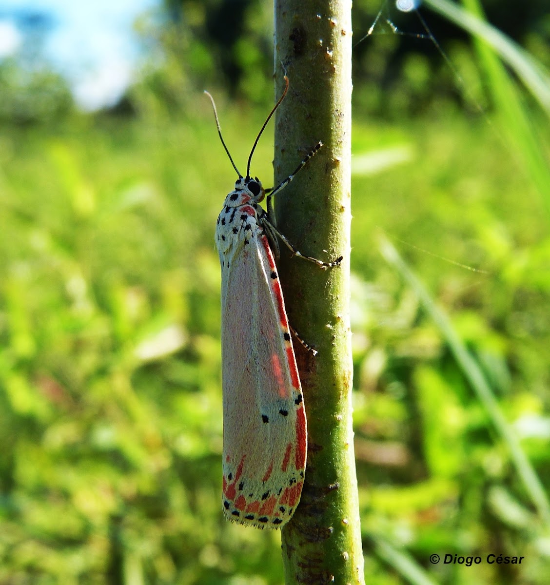 Ornate Moth