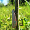 Ornate Moth