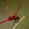 Crimson – Marsh Glider