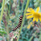 Cinnabar moth caterpillar