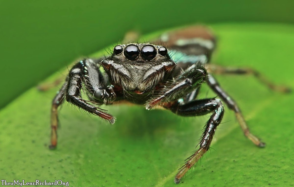 Jumping Spider