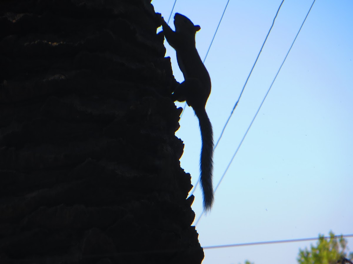 Tree Squirrel