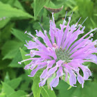 Wild bergamot