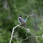 Eastern Kingbird