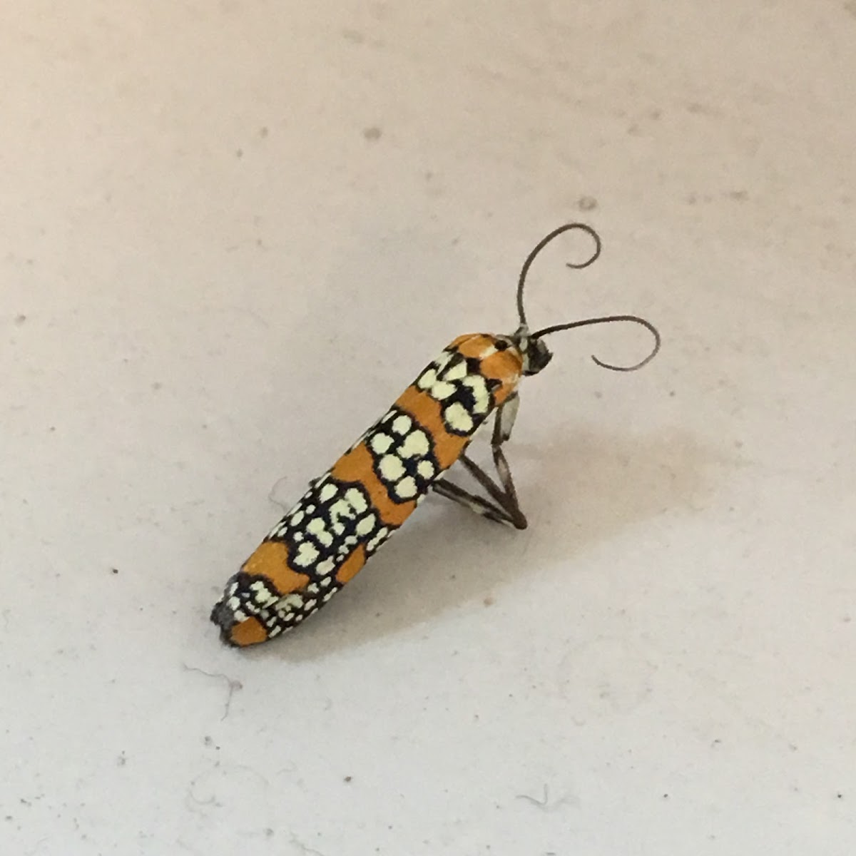 Ailanthus Webworm Moth