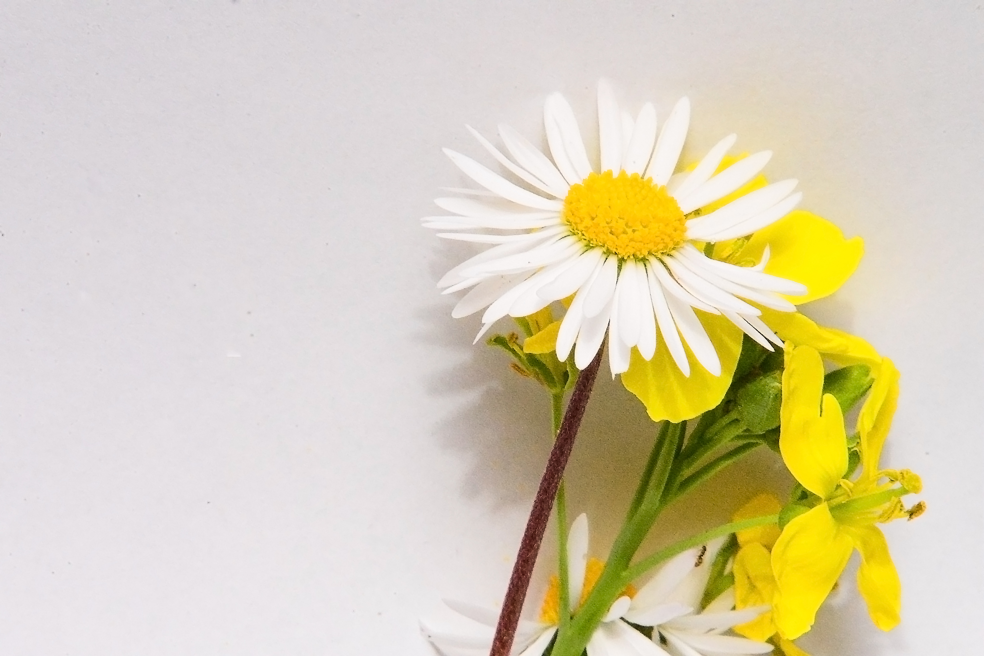 Fiori di campo di acquario