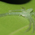 Crab Spider