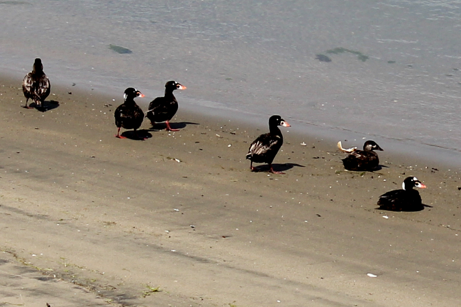 Surf Scoter