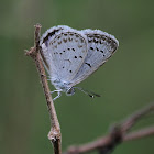 Tiny Grass Blue