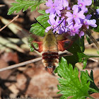 Hummingbird clearwing