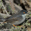 Ménétries's Warbler.