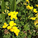 Bird's Foot Trefoil